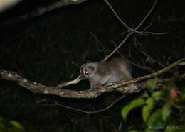 Image of Ashy Slow Loris