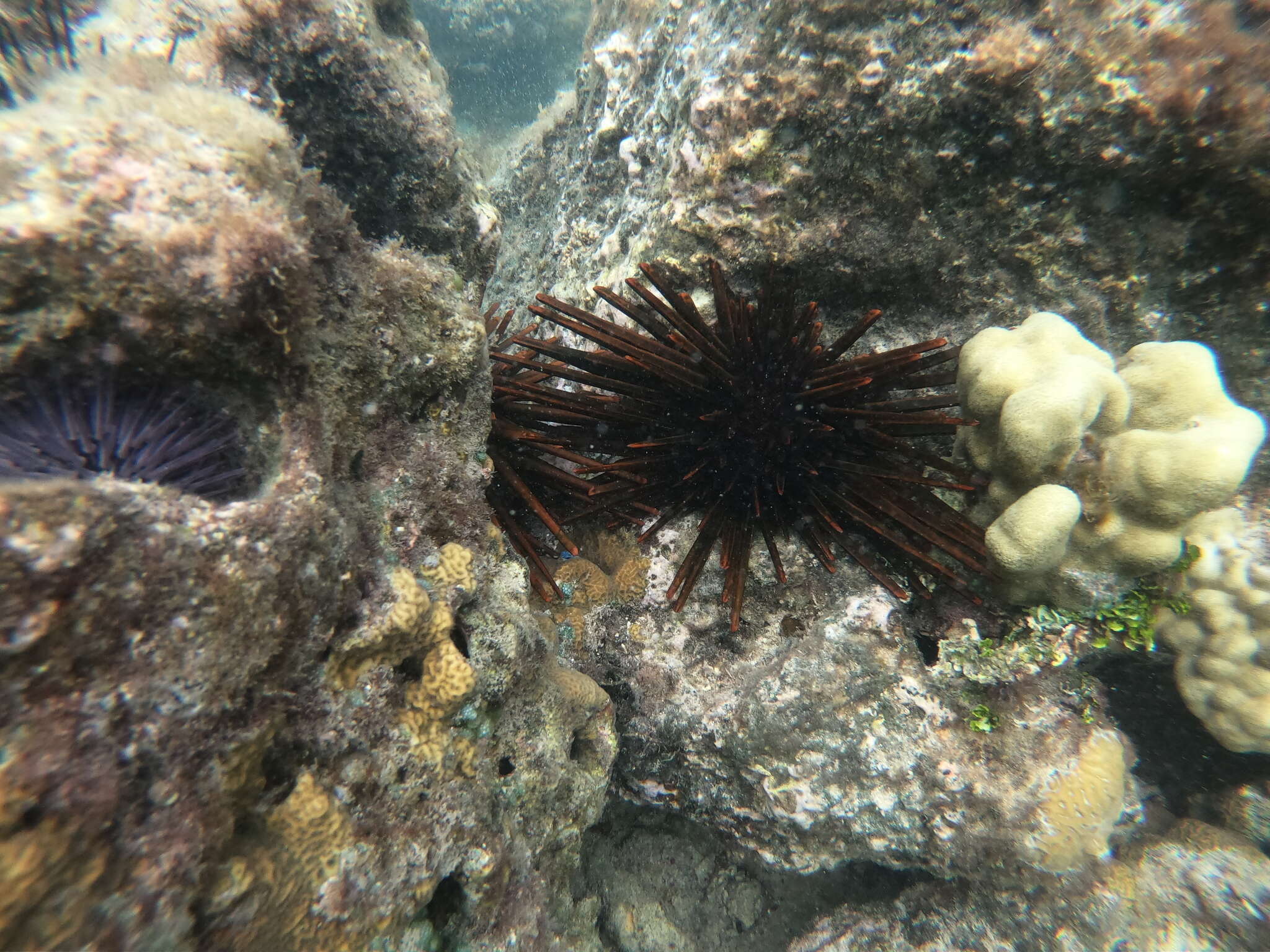 Image of Red pencil urchin