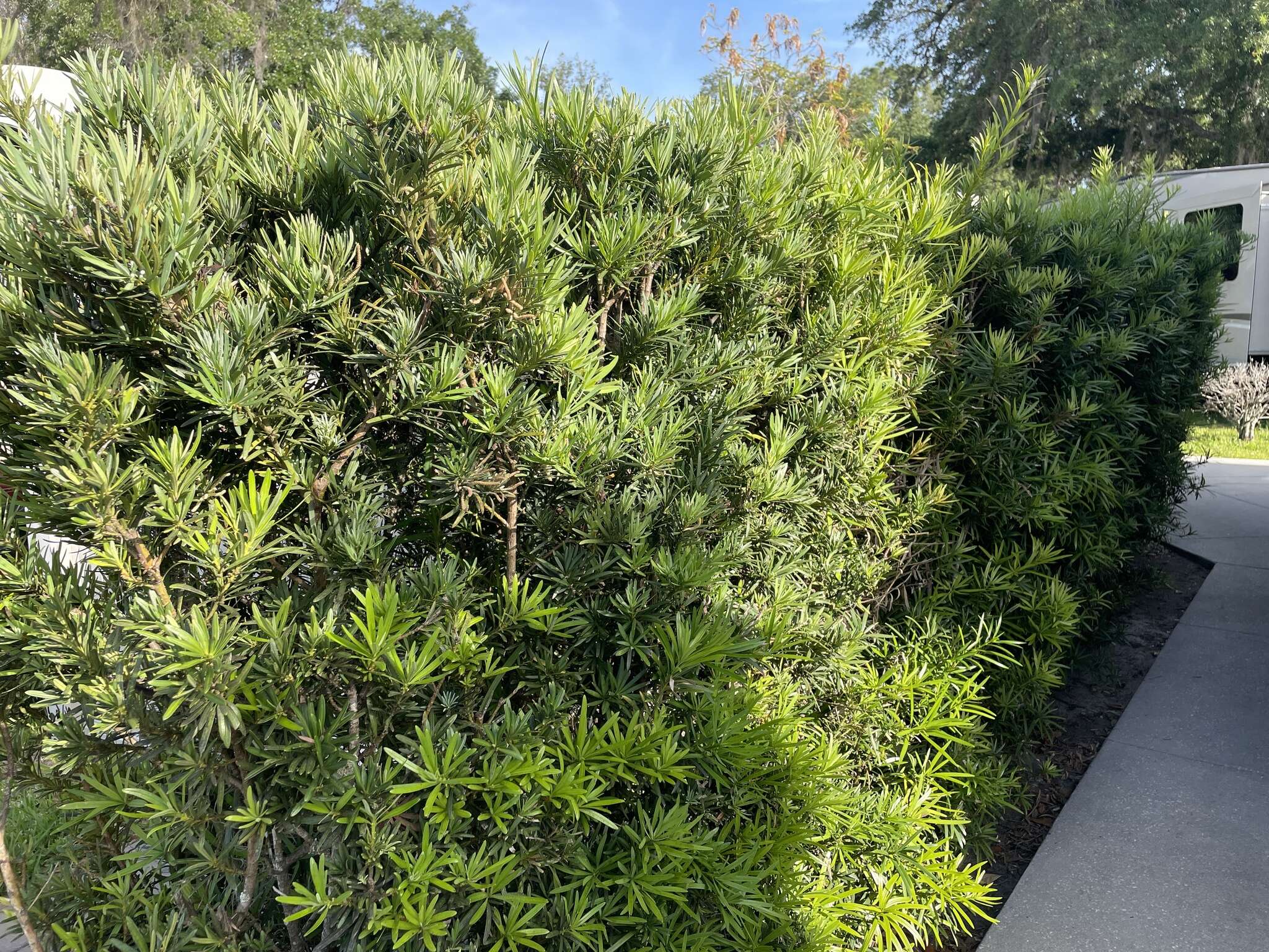 Image of Buddhist Pine