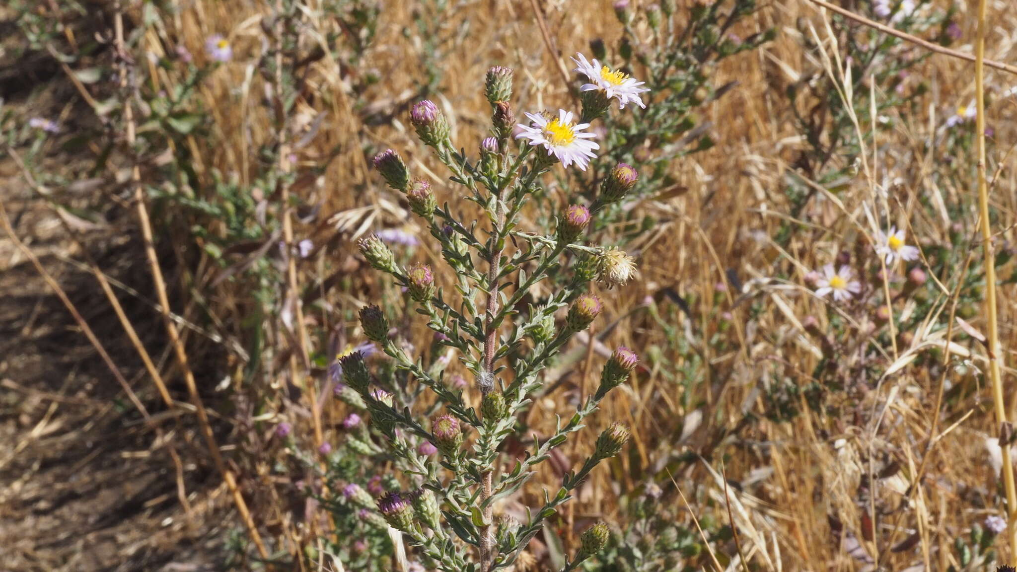 صورة Symphyotrichum defoliatum (Parish) G. L. Nesom