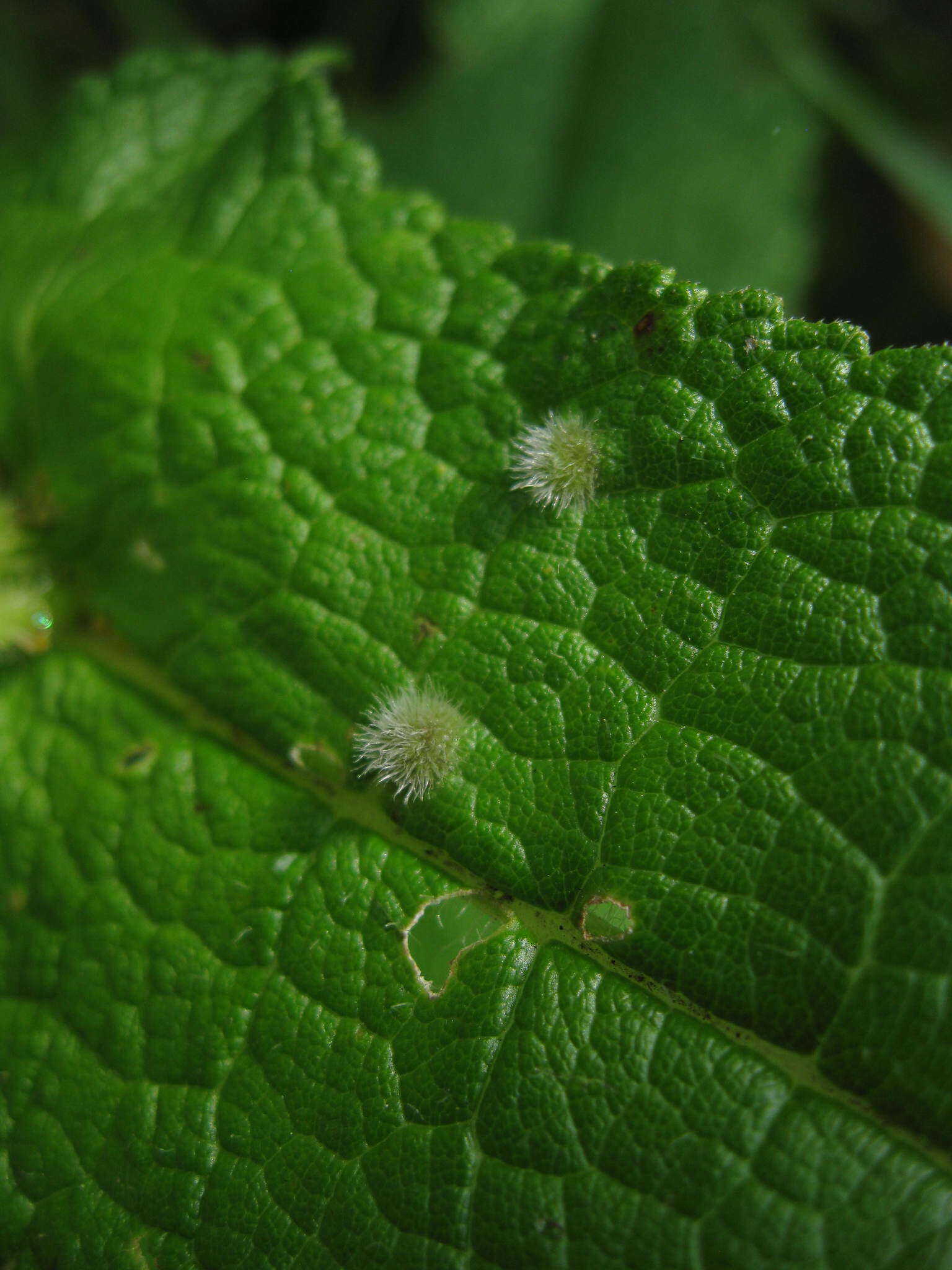 صورة Ametrodiplosis fulvescens Plakidas 2016