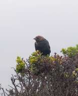 Image of Brown-headed Cowbird