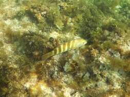 Image de Thalassoma septemfasciatum Scott 1959