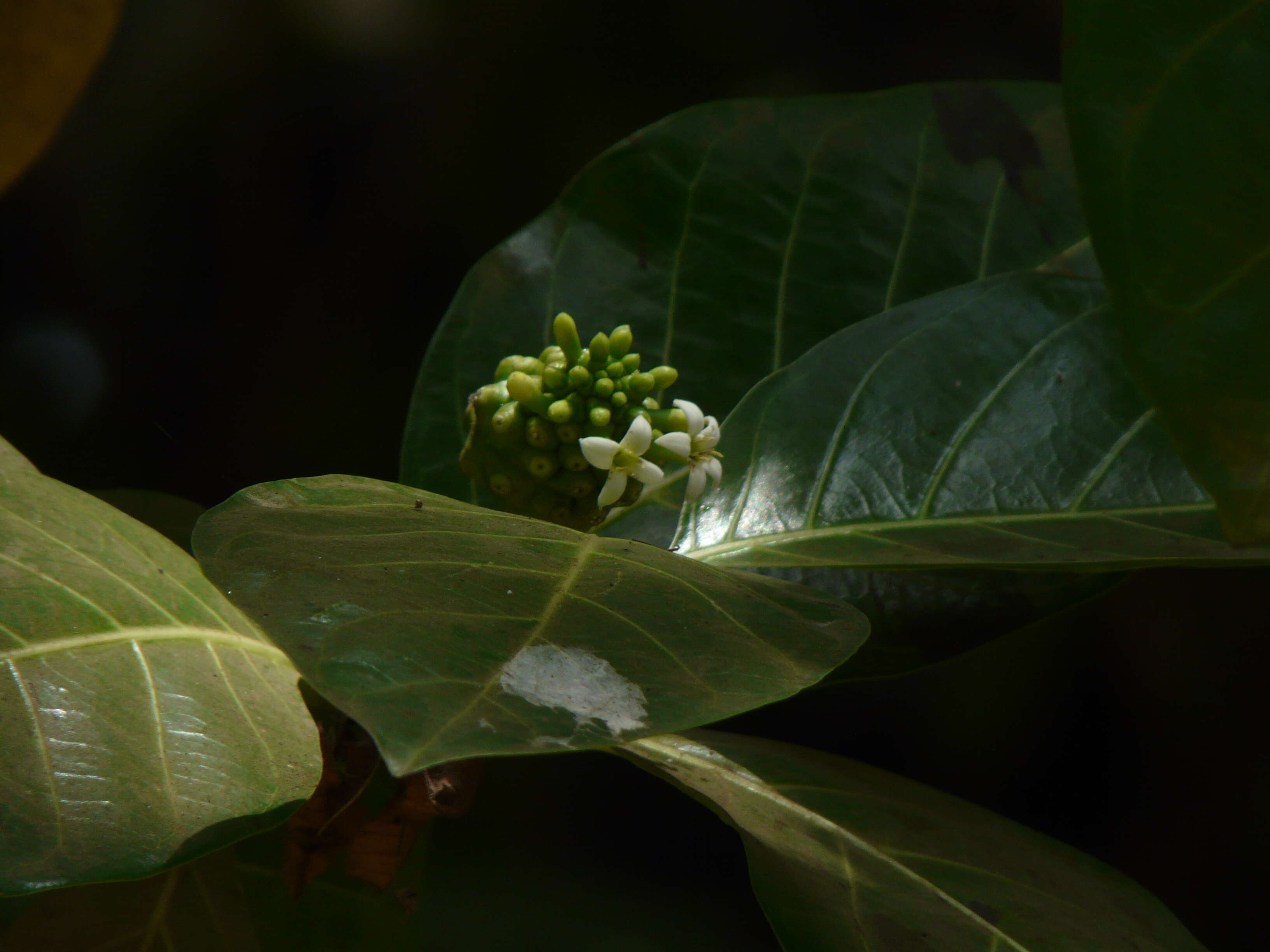 Image of Indian mulberry