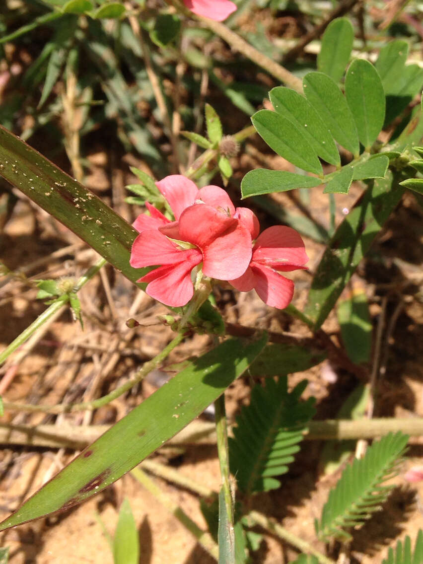 Imagem de Indigofera miniata Ortega