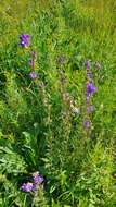 Imagem de Campanula glomerata subsp. farinosa (Rochel ex Besser) Kirschl.