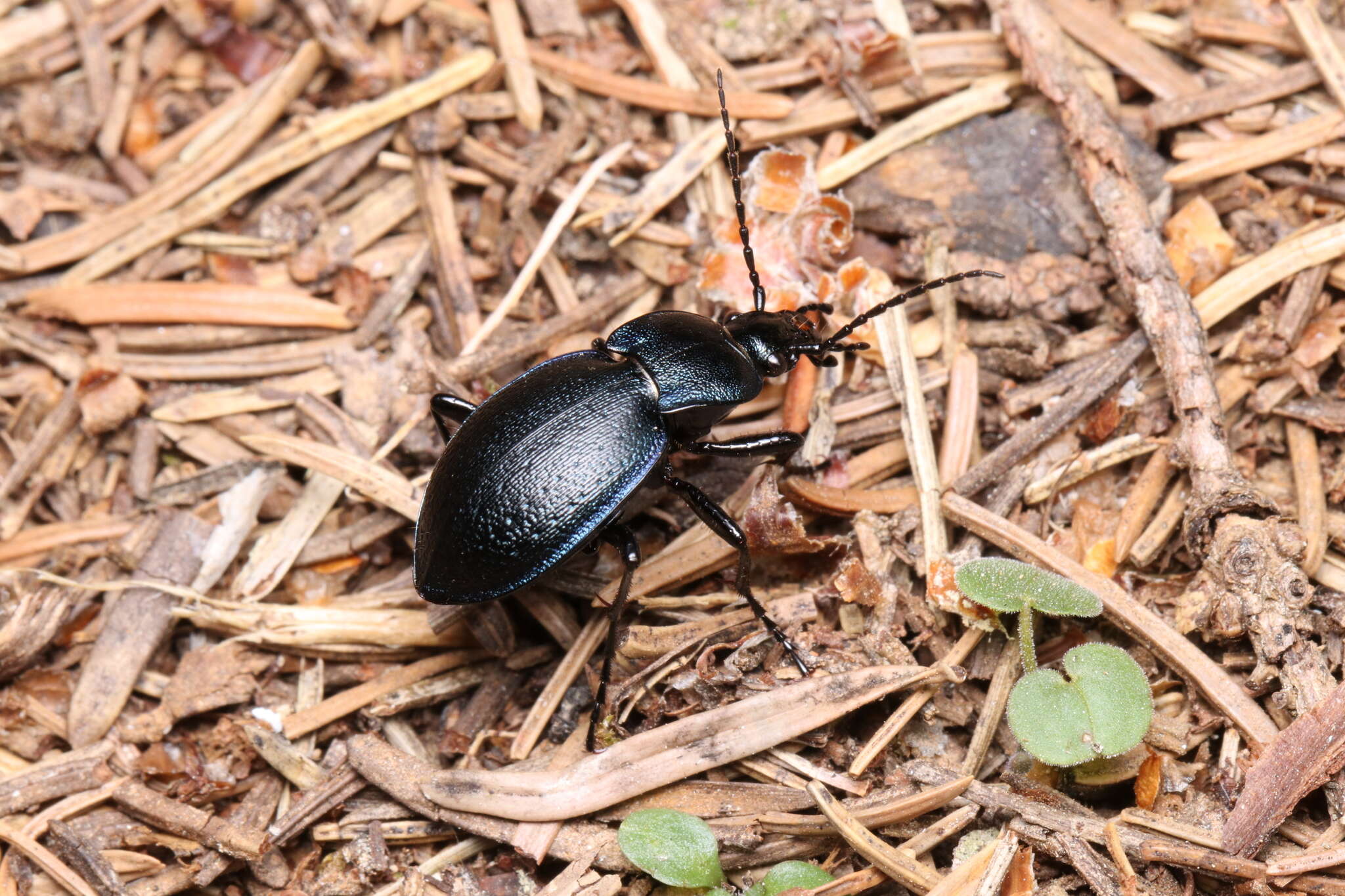 Image of Carabus convexus dilatatus Dejean 1826