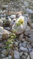 Image of Origanum vulgare subsp. virens (Hoffmanns. & Link) Ietsw.