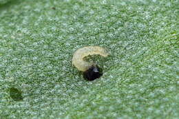 Ostrinia palustralis Hübner 1796 resmi