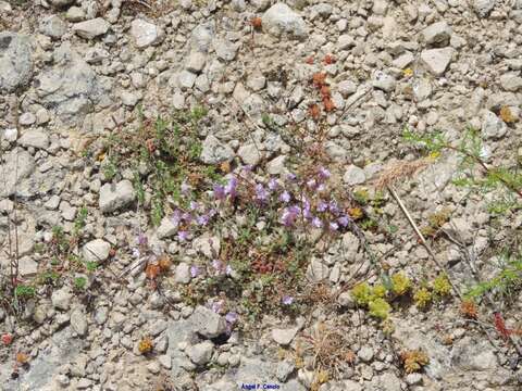 Image de Jasione crispa subsp. sessiliflora (Boiss. & Reut.) Tutin