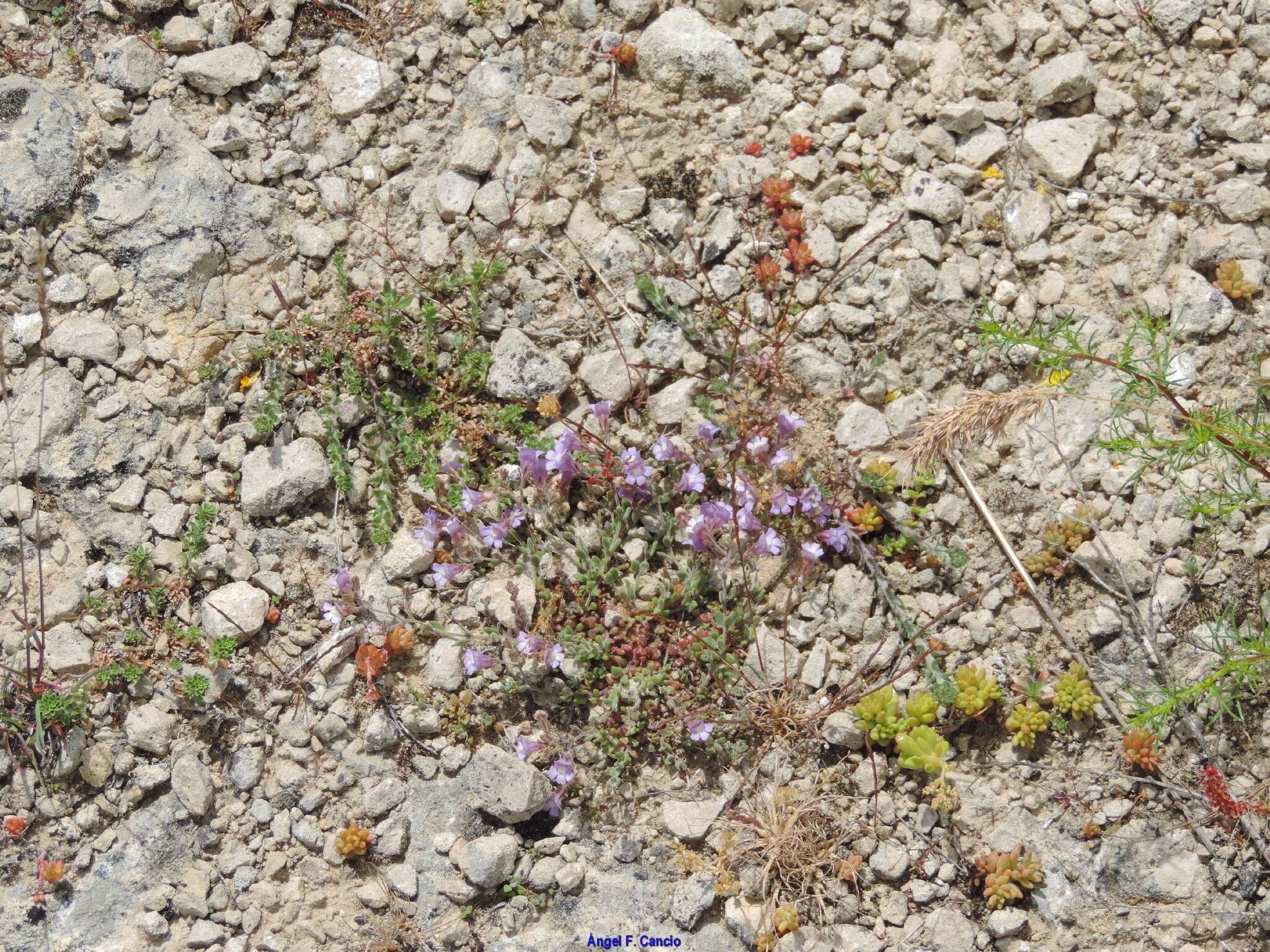 Image of Jasione crispa subsp. sessiliflora (Boiss. & Reut.) Tutin