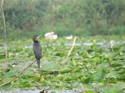 Image of Pygmy Cormorant