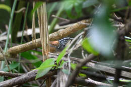 Image of White-breasted Wood Wren