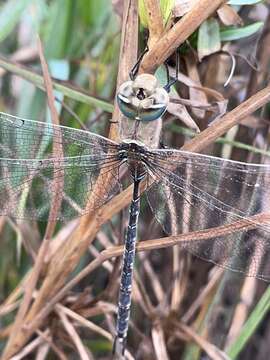 Image of Giant Duskhawker