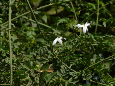 Image of Common Jasmine