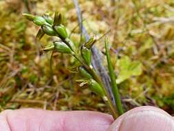 Imagem de Prasophyllum colensoi Hook. fil.