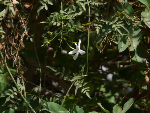 Image of Common Jasmine