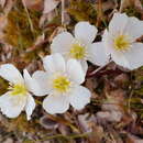 Imagem de Trollius chartosepalus Schipczinsky