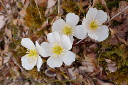 Imagem de Trollius chartosepalus Schipczinsky