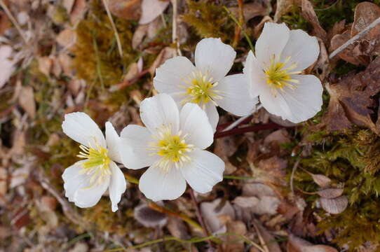 Imagem de Trollius chartosepalus Schipczinsky