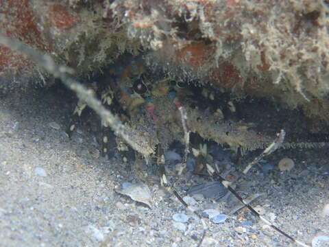 Image of Ornate Spiny Lobster