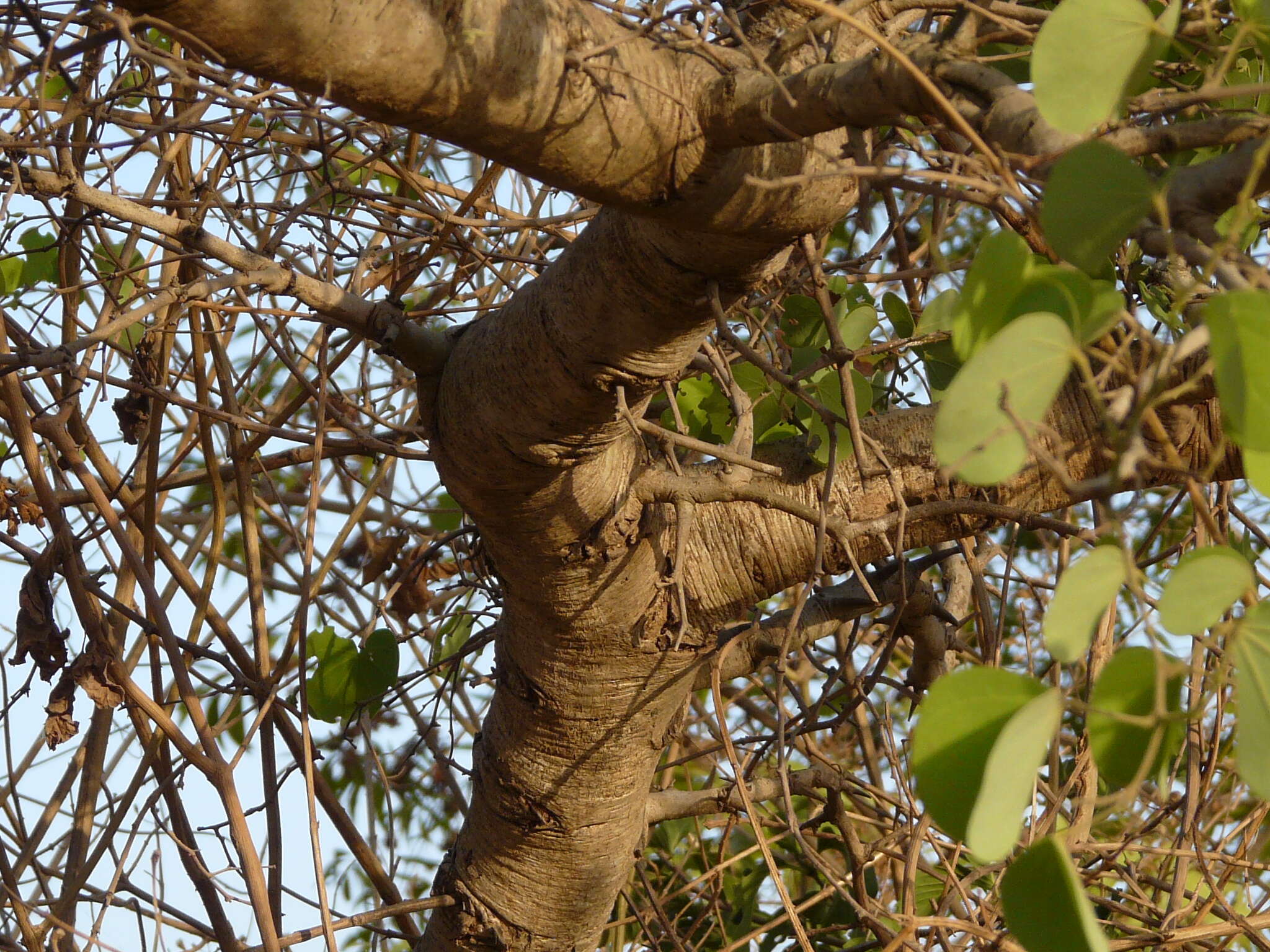 Imagem de Bauhinia racemosa Lam.