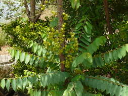 Image de Phyllanthus distichus Hook. & Arn.