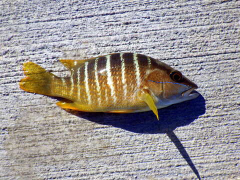 Image of Dogtooth Snapper