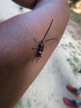 Image of Lissonotus flavocinctus Dupont 1836