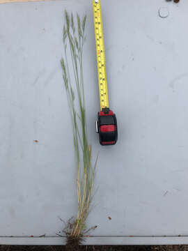 Image of brome fescue