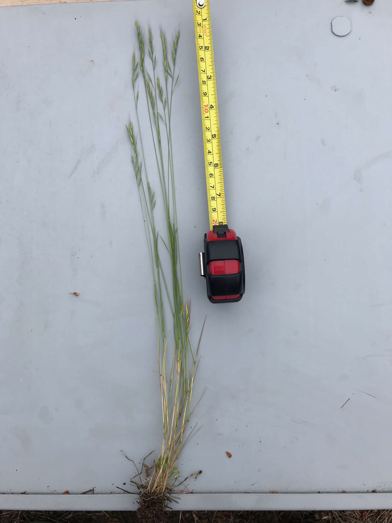 Image of brome fescue