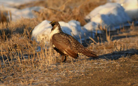 Image of Gunnison sage-grouse; greater sage-grouse