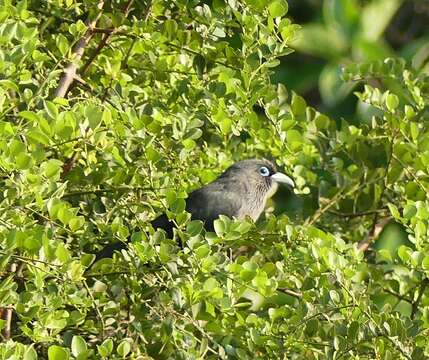 Image of Blue-faced Malkoha