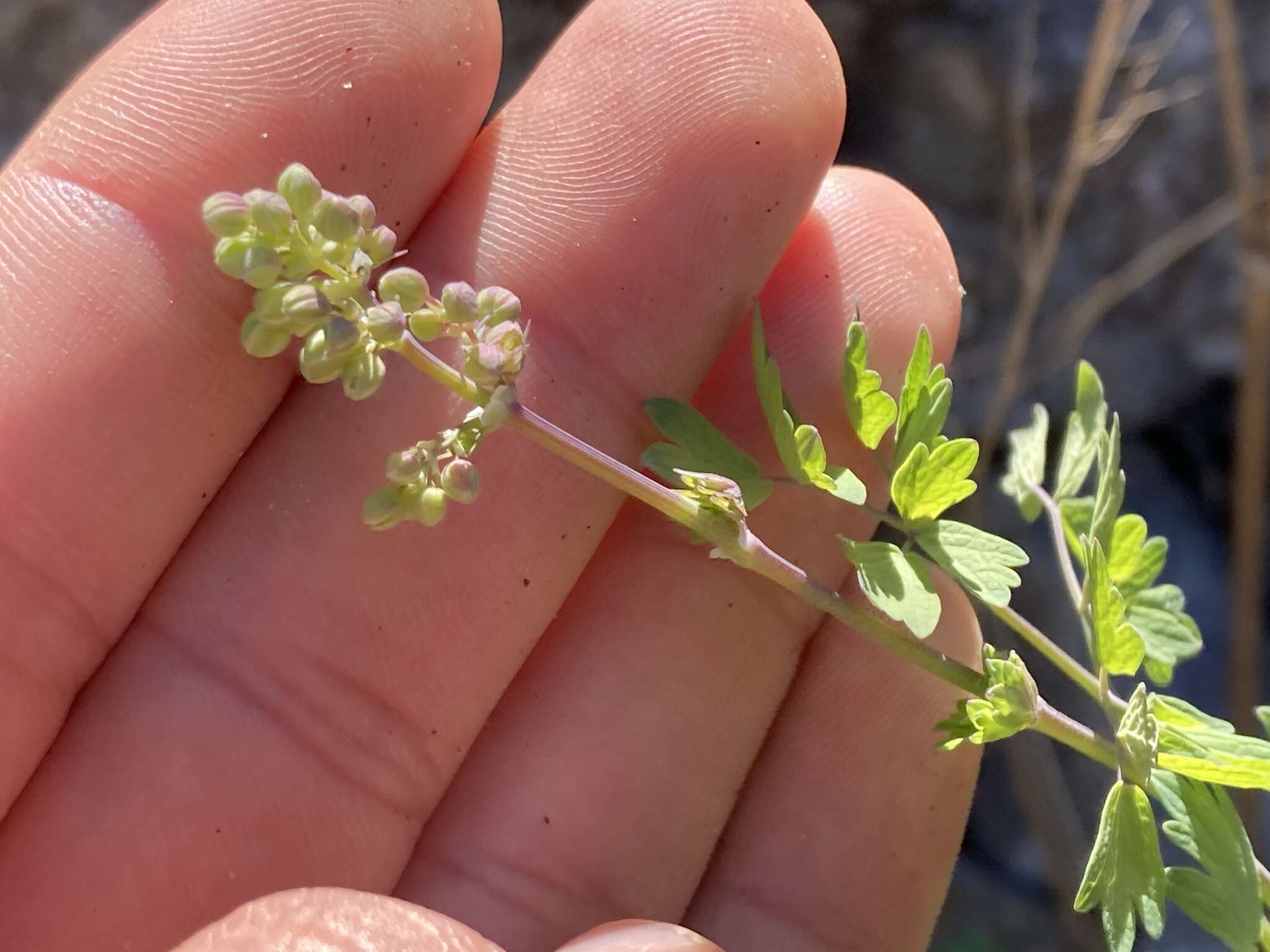 Image of Fendler's meadow-rue