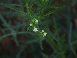 Image of Santa Maria feverfew