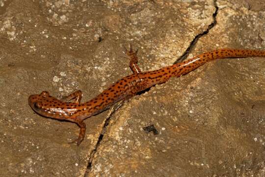 Image of Cave Salamander