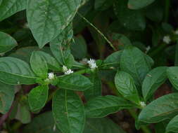 صورة Alternanthera ficoidea (L.) R. Br.