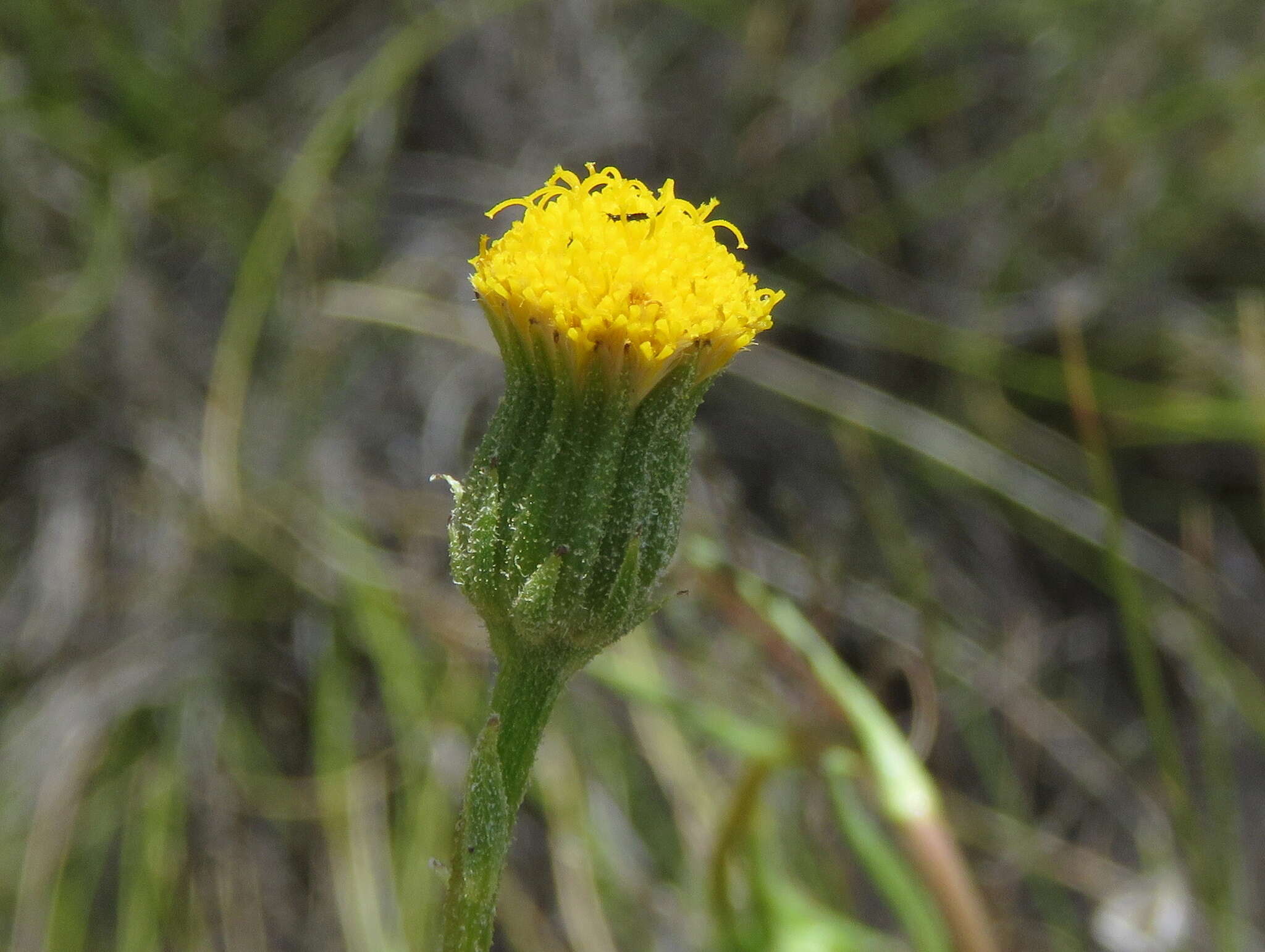 Слика од Senecio asperulus DC.