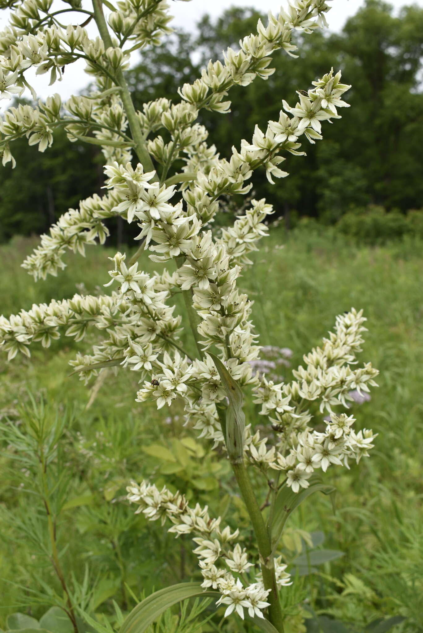 Image of Veratrum dahuricum (Turcz.) O. Loes.