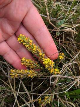 Image of Thymelaea ruizii Loscos ex Casav.