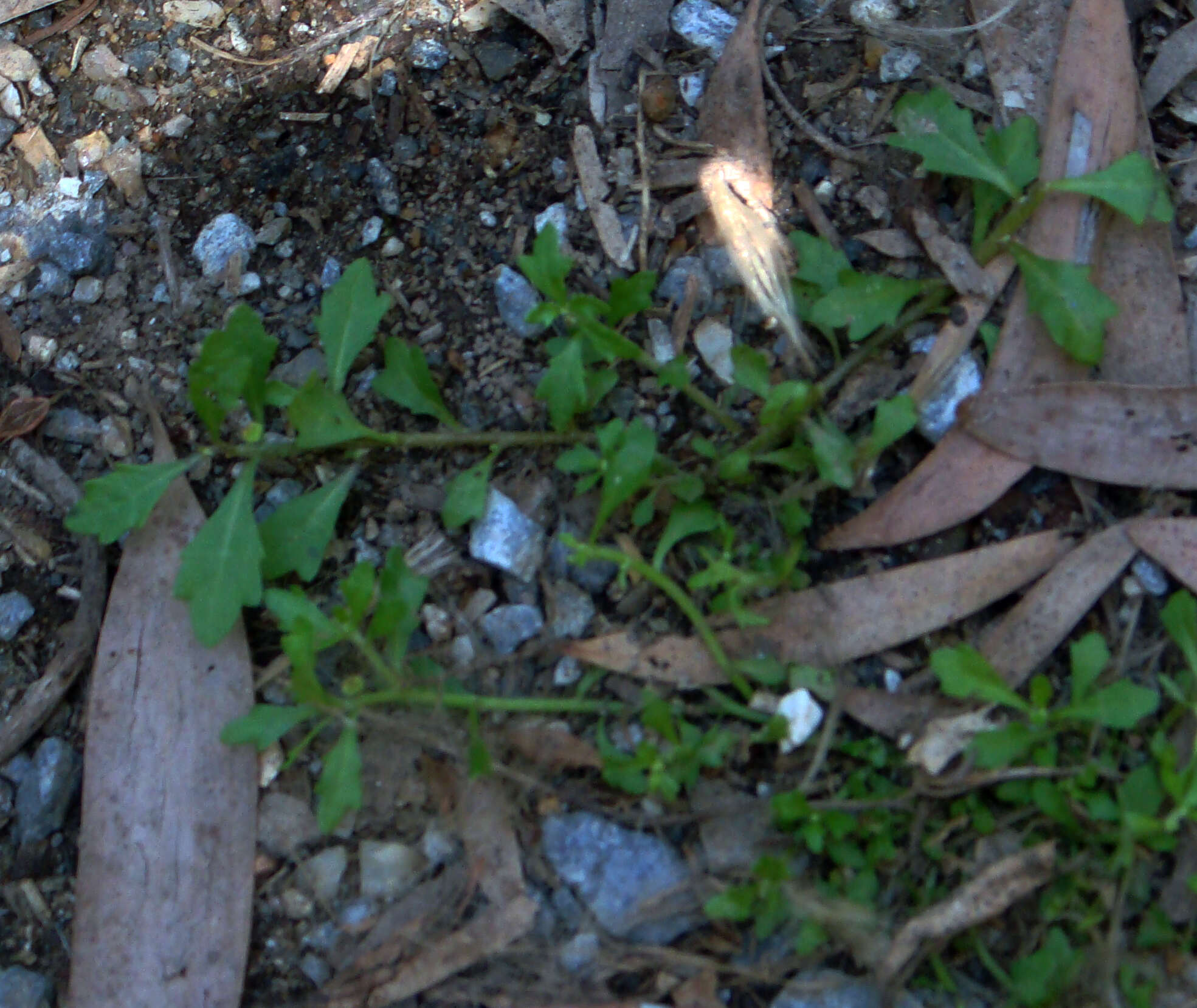 Image of Centipeda minima subsp. minima