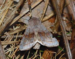 Слика од Orthosia opima Hübner 1827