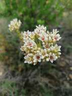 Image of Crassula fallax Friedrich