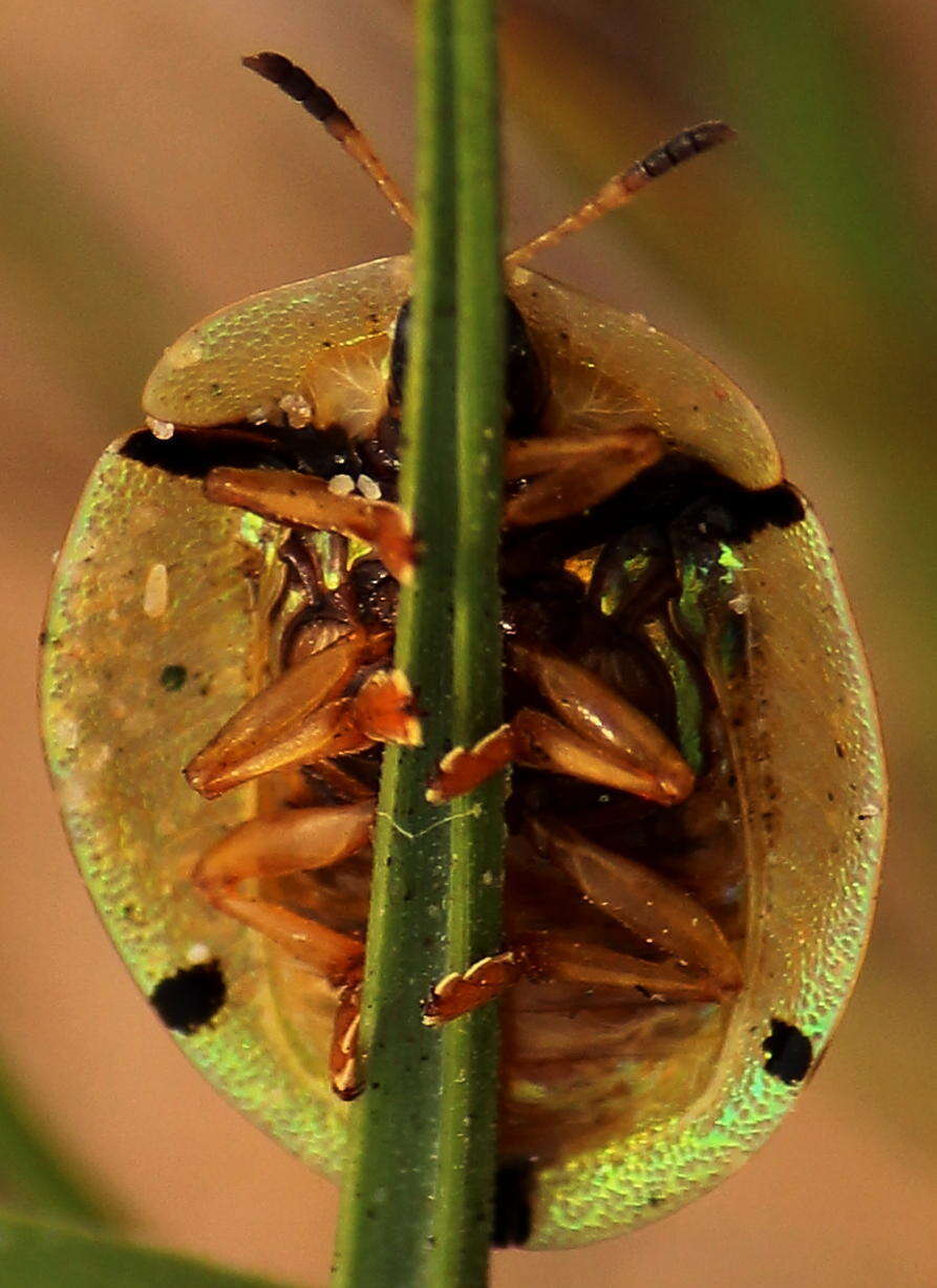 Image of Aspidimorpha (Megaspidomorpha) puncticosta Boheman 1854