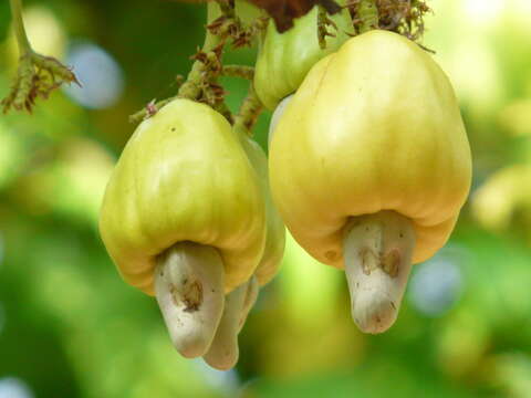 Image of cashew