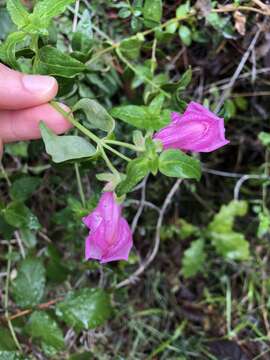 صورة Antirrhinum linkianum Boiss. & Reuter