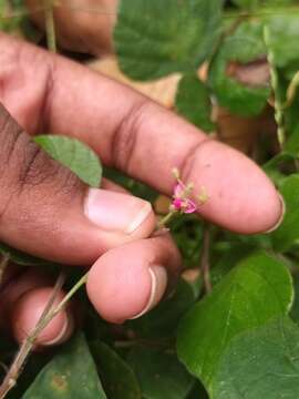 صورة Pseudarthria viscida (L.) Wight & Arn.