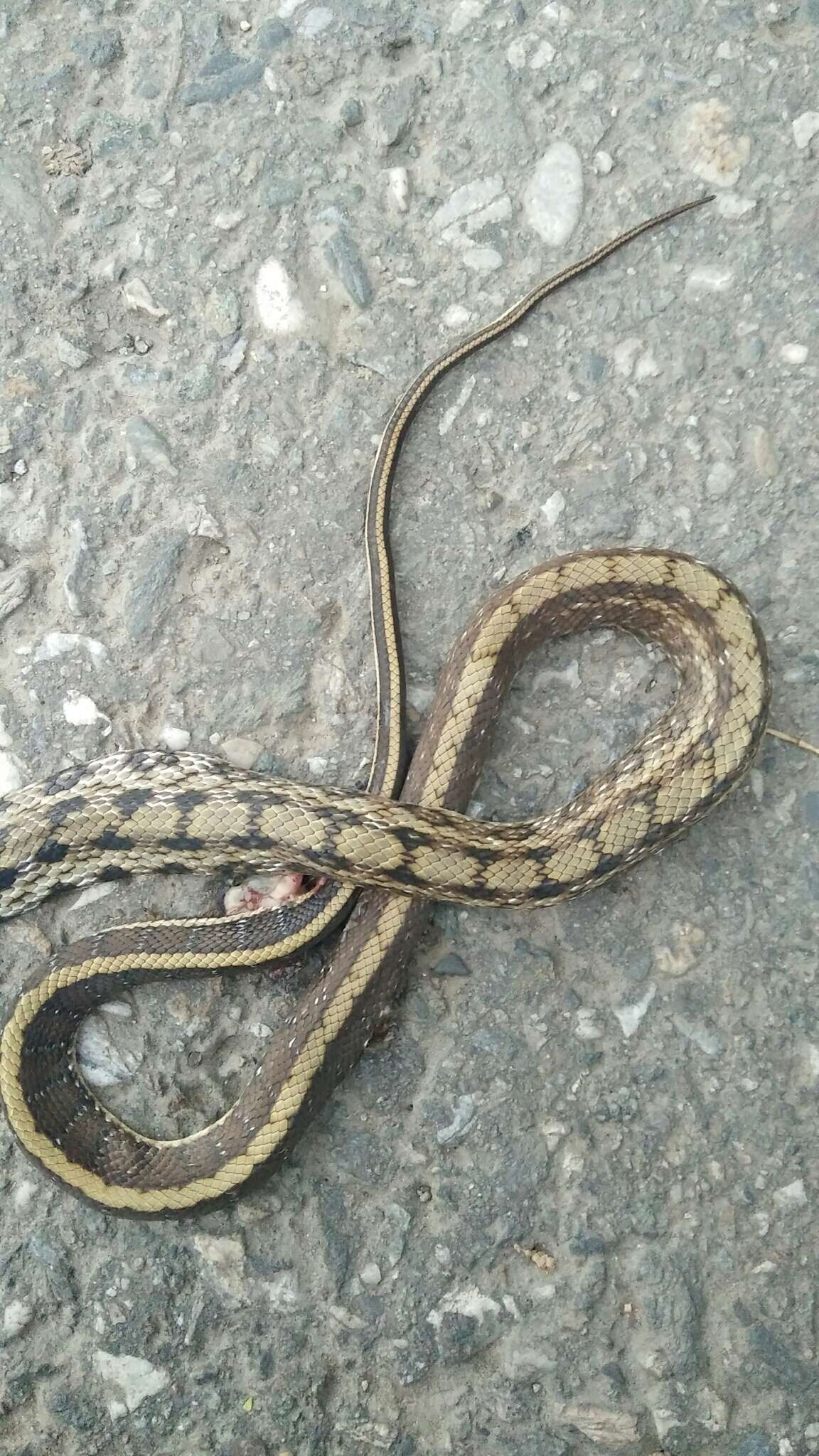 Image of Stripe-tailed Rat Snake