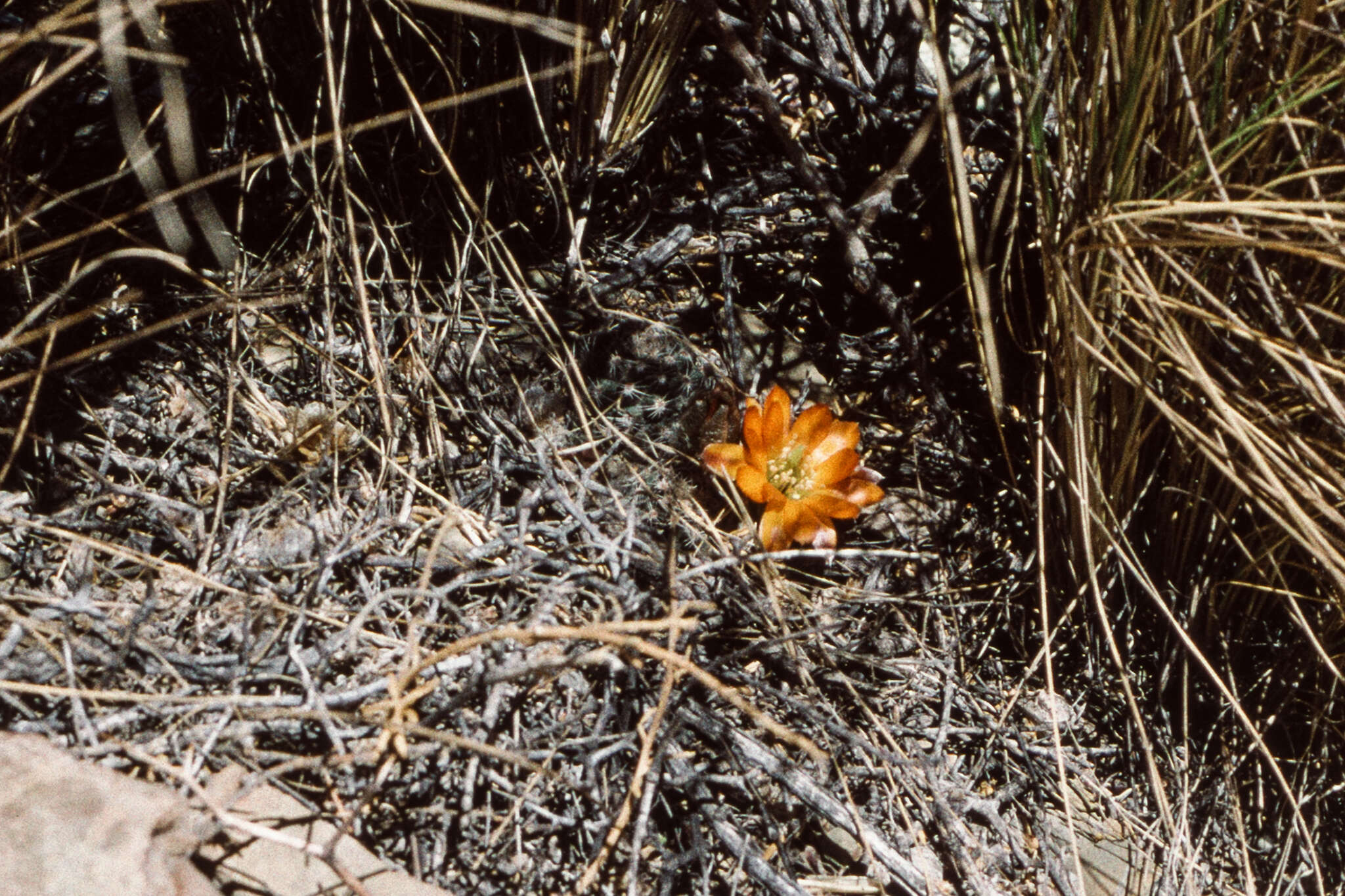 Image of <i>Aylostera pygmaea</i>