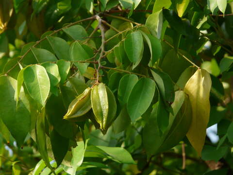 Image of carambola